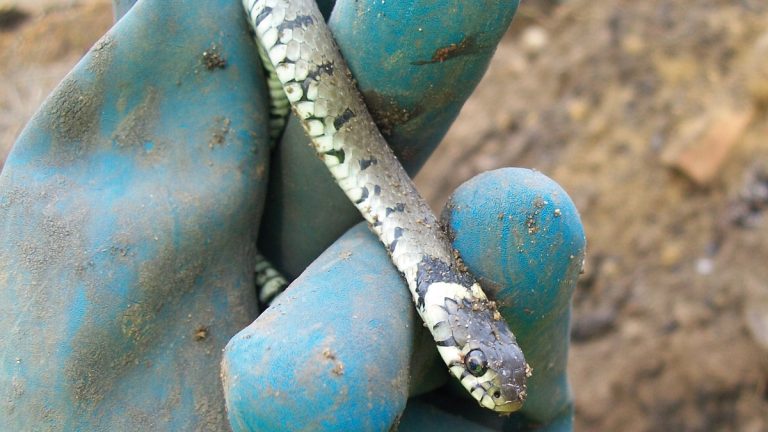 Grass snake found during environmental mitigation works - Courtesy of South East Water