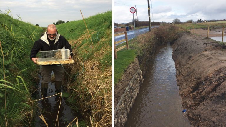 (left) Trapping the water voles and (right) cleared ditches after water vole trapping - Courtesy of MWH Treatment