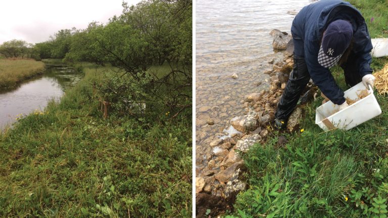 (left) New habitat at Malham Tarn and (right) water voles being released - Courtesy of MWH Treatment