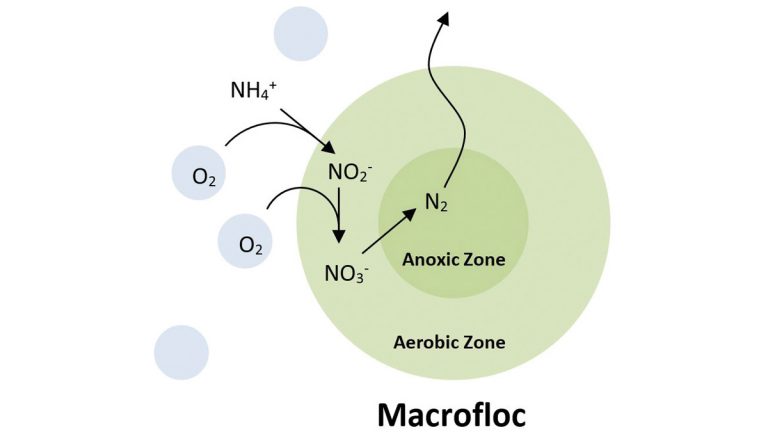 Figure 6: Macrofloc nitrification and denitrification