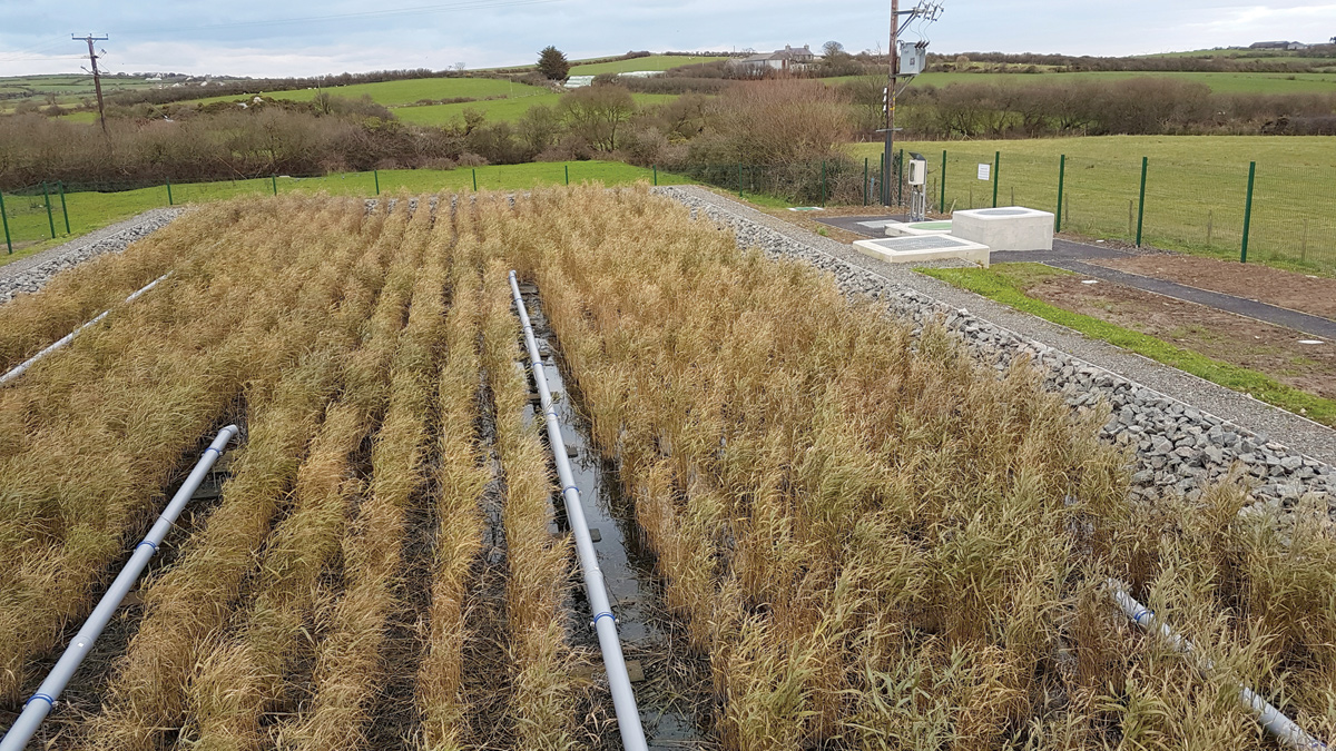 Reed bed – before discharge through MCERTS structure (to the right) - Courtesy of Dawnus Construction Ltd