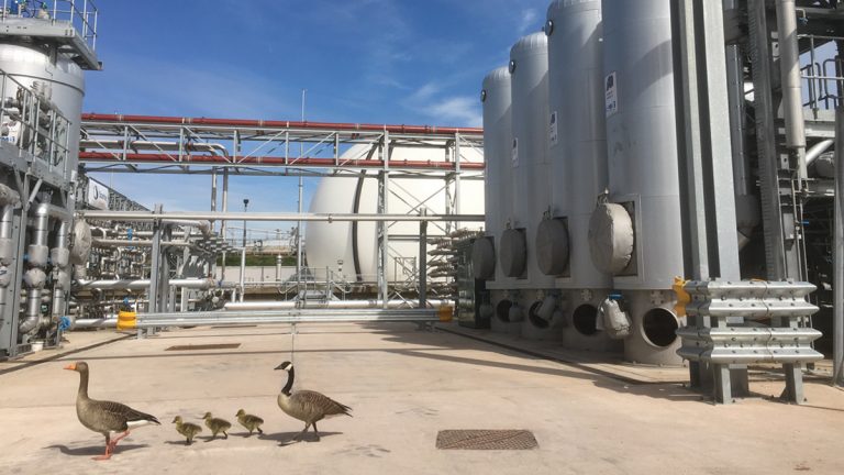 Geese inspect the THP! - Courtesy of MWH Treatment