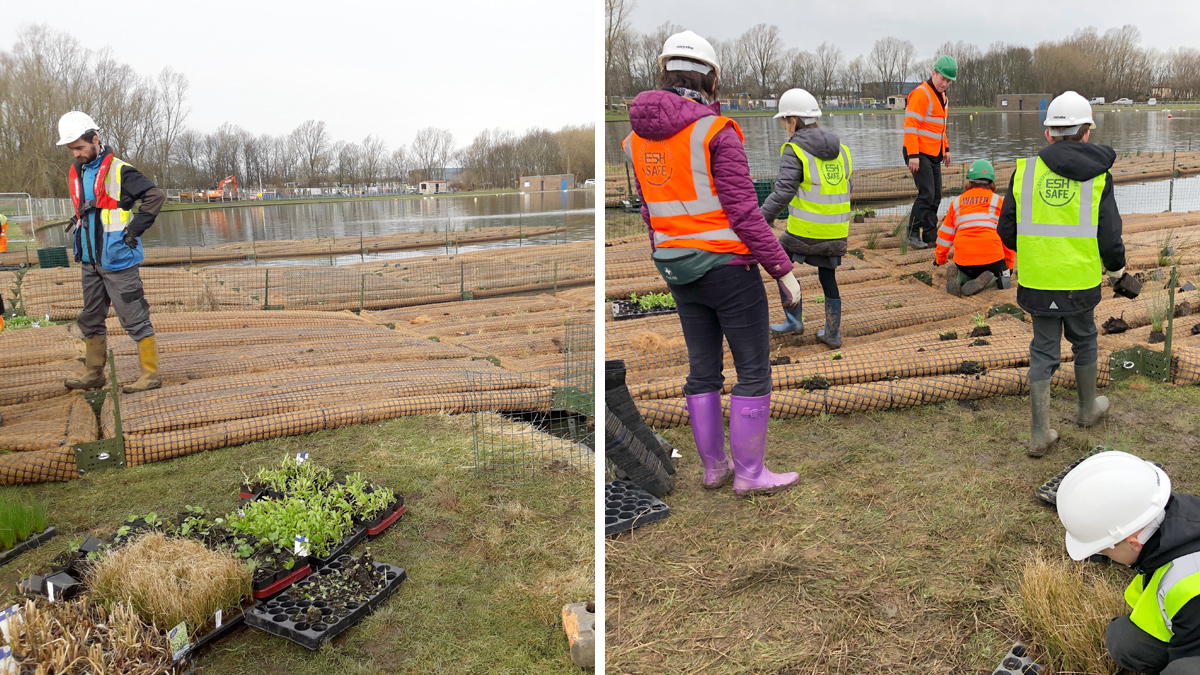School pupils planting the floating islands (2019) - Courtesy of Esh Stantec