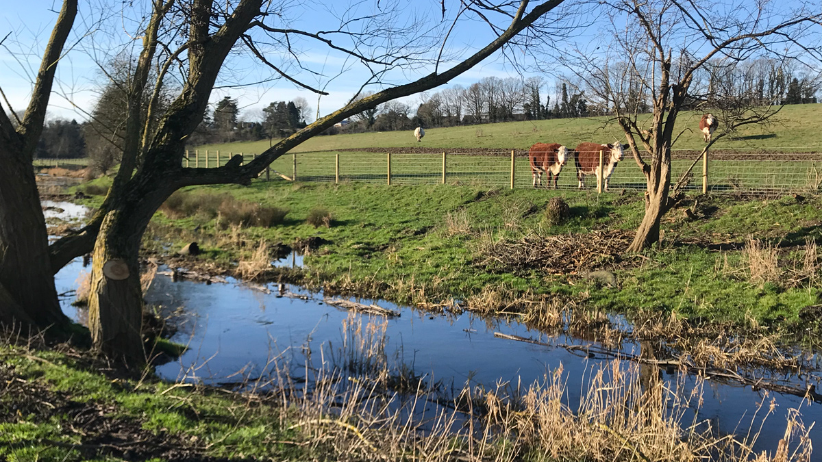 Figure 6: Photo of the new fencing installed 3m from the top of bank, doing the job of stopping the cattle accessing the river outside of the crossing and drinking points - Courtesy of Affinity Water
