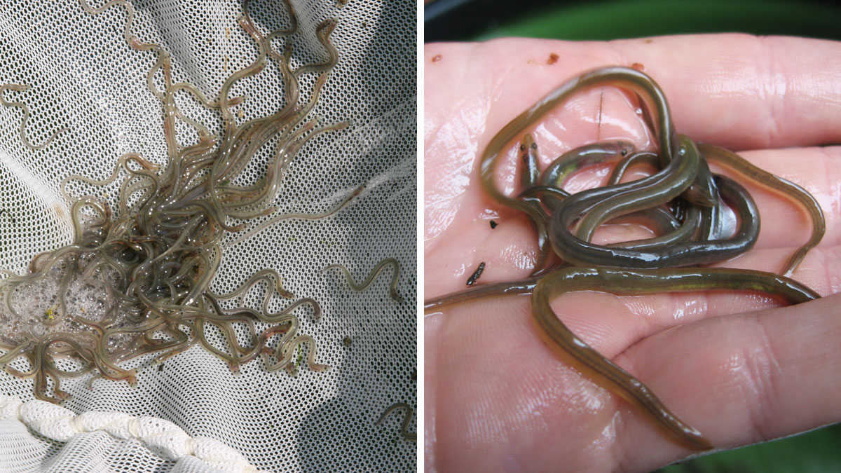 Young eels – Courtesy of Ros Wright, Environment Agency