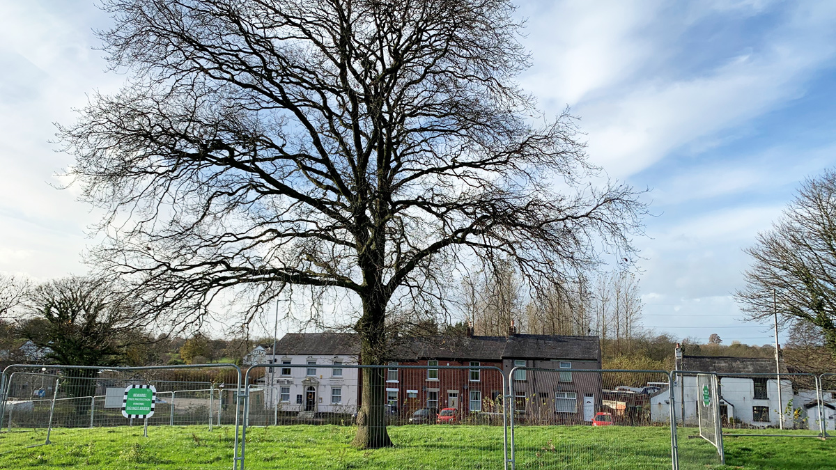 One mighty oak to be protected - Courtesy of United Utilities and Advance-plus