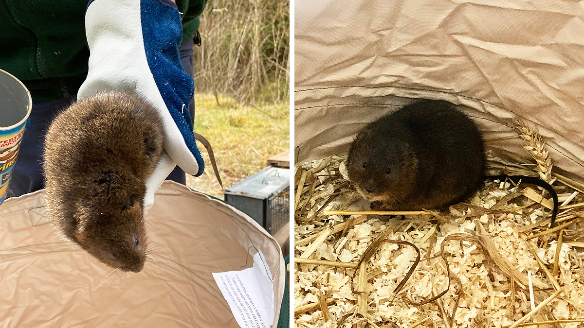 Water voles were captured and transferred to a facility in Kent for the duration of the works - Courtesy of Welsh Water