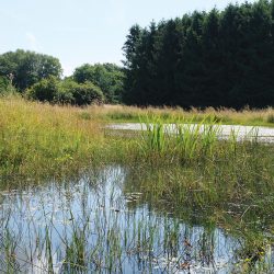 Series of connected wetland ponds - Courtesy of Mott MacDonald (David Naismith)