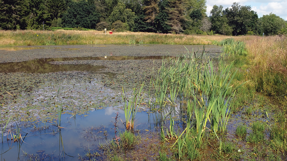 Example of a wetland with established vegetationExample of a wetland with established vegetation - Courtesy of Mott MacDonald (David Naismith)