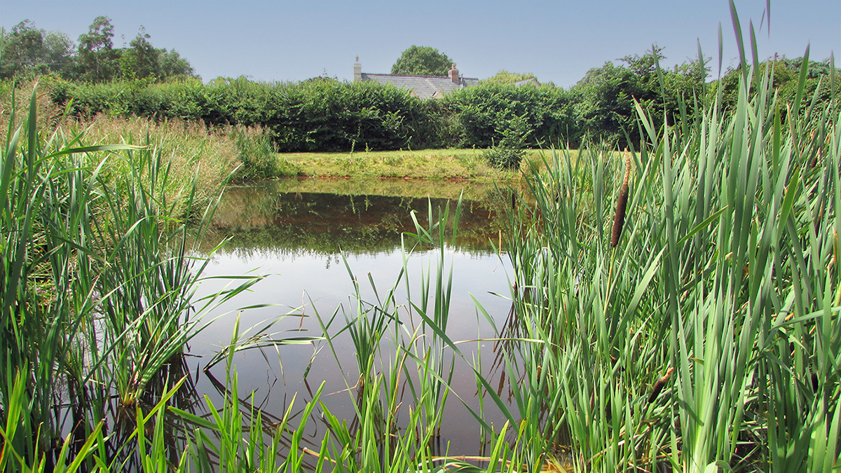 Soft engineered bank, pond and marginal planting - Courtesy of Mott MacDonald (David Naismith)