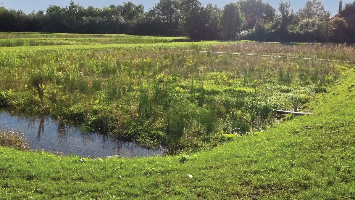 Example of a free water surface wetland - Mott MacDonald (David Naismith)