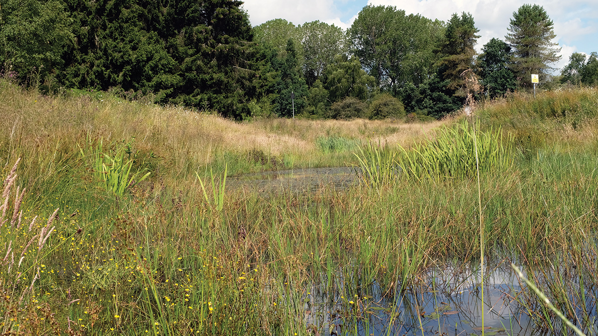 Soft engineered bank, pond and with established vegetation - Courtesy of Mott MacDonald (David Naismith)