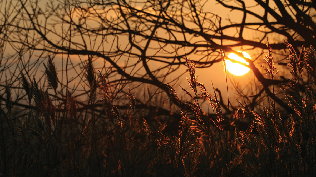 Example of planted reeds - Courtesy of Mott MacDonald (David Naismith)