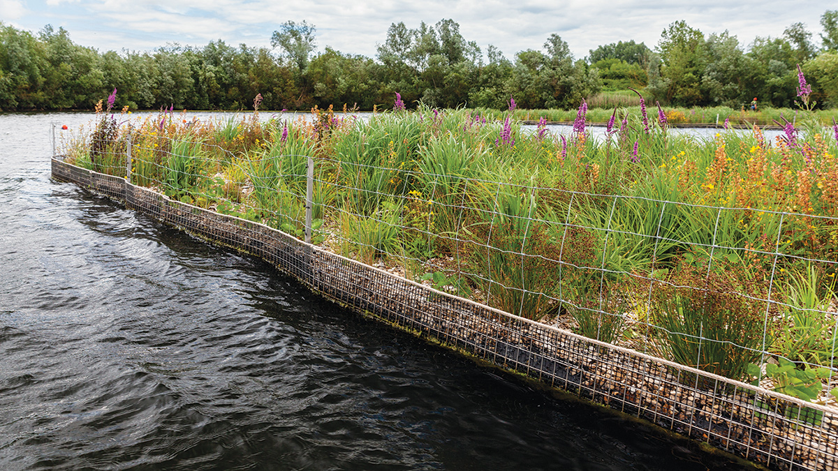 Maturing floating wetland - Courtesy of Matthew Nichol Photography