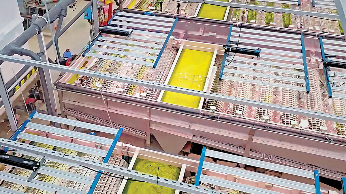 Algae photo-bioreactors being seeded - Courtesy of @one Alliance