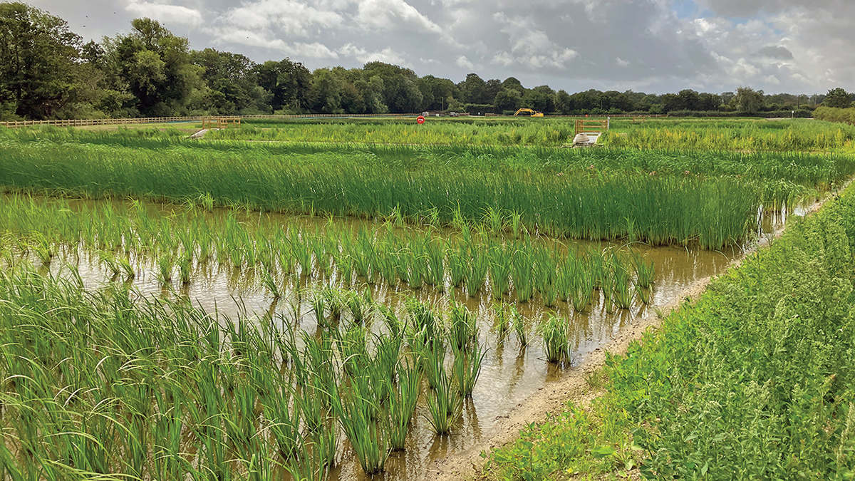 Wetland plants developing - Courtesy of MMB