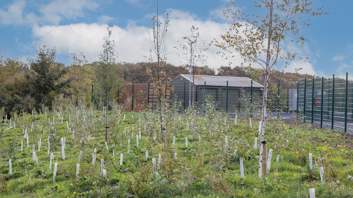 Tree planting to reduce loss of biodiversity - Courtesy of Glanua