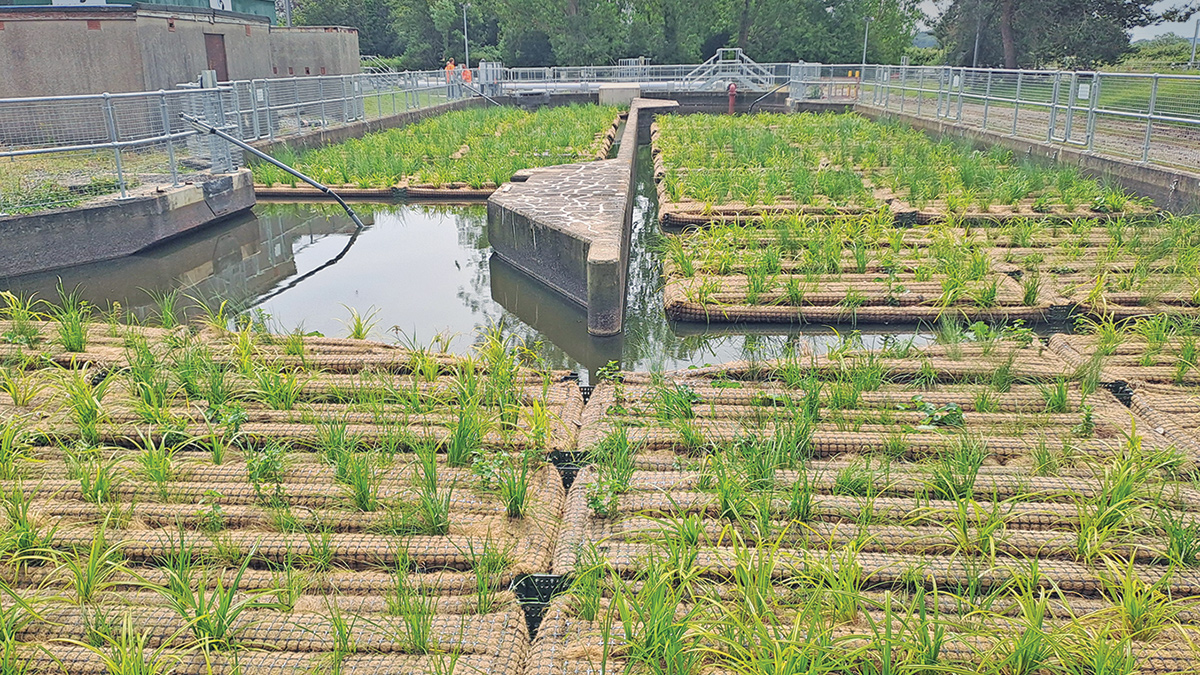 Planting the wetland vegetation - Courtesy of YTL Construction UK