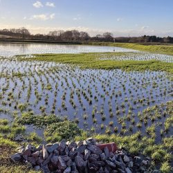 Everton Integrated Constructed Treatment Wetland - Courtesy of Vesi Environmental