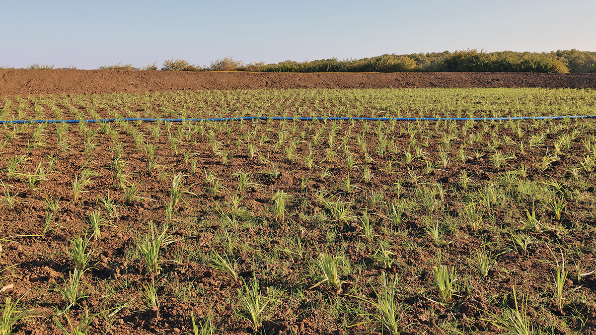 Wetland plants - Courtesy of@one Alliance