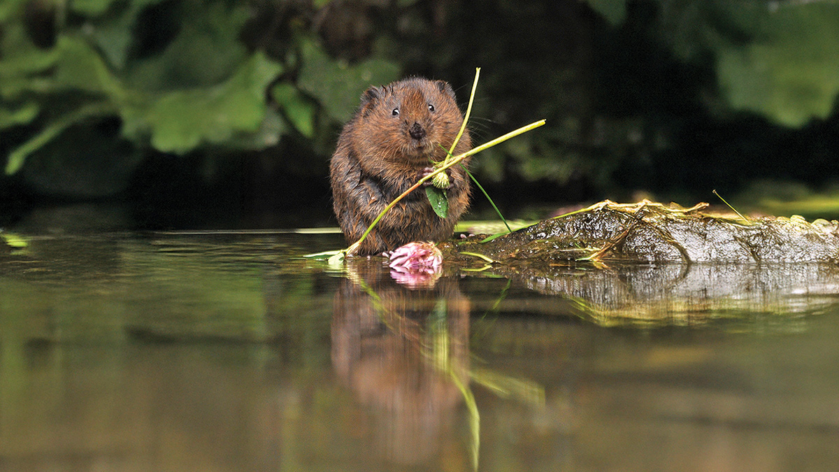 A water vole - Courtesy of the Grand Union Canal Transfer scheme library