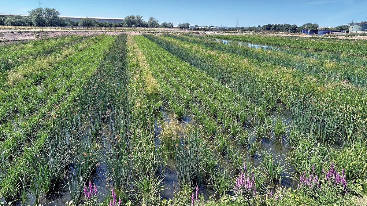 Plantings at Hinckley wetlands - Courtesy of Salix River & Wetland Services Ltd