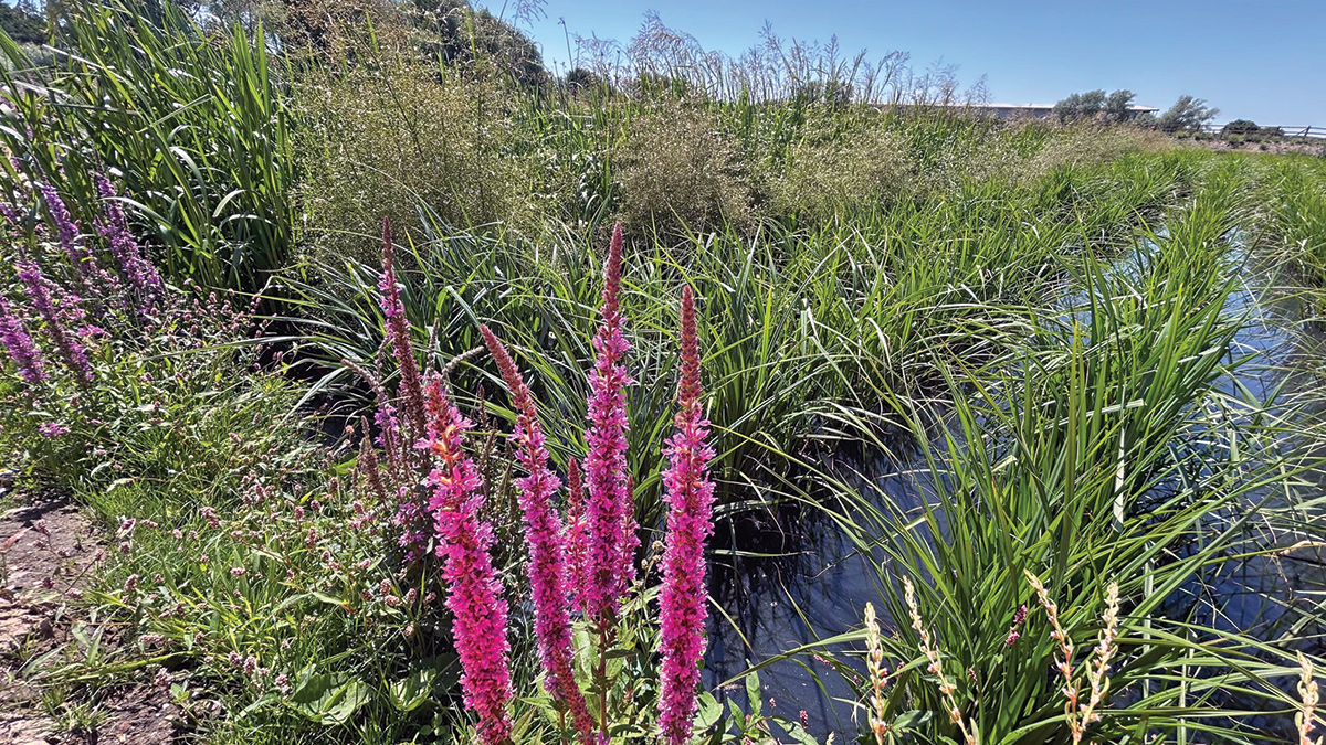 Plantings at Hinckley wetlands - Courtesy of Salix River & Wetland Services Ltd
