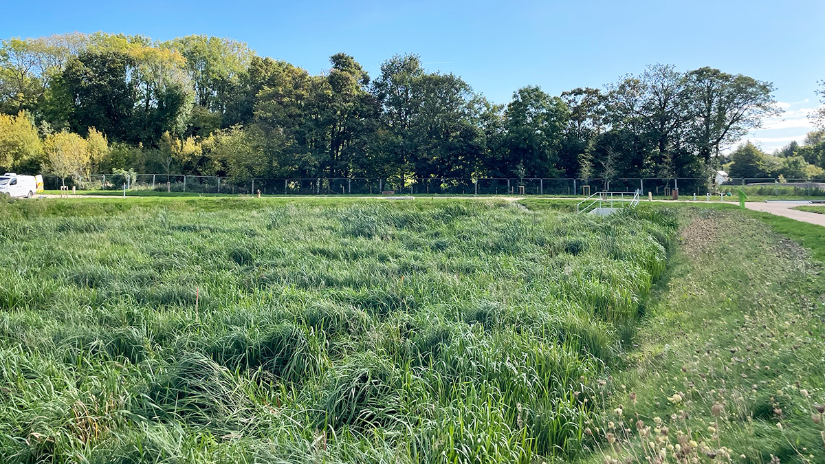 Integrated constructed wetlands (October 2025) - Courtesy of Arup