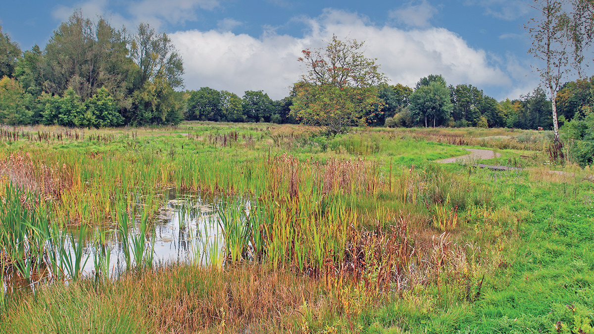 Example of an established dragonfly pool with emergent vegetation around the edges - Courtesy of David Naismith