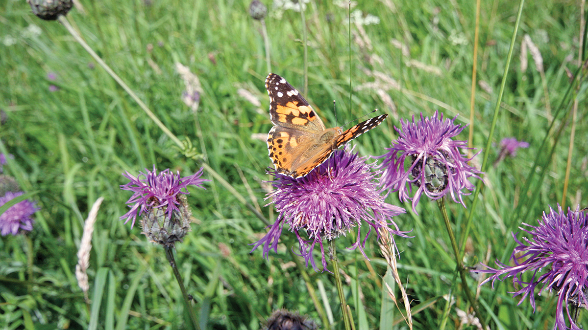 Once established, the ponds will support a range of wildlife - Courtesy of David Naismith