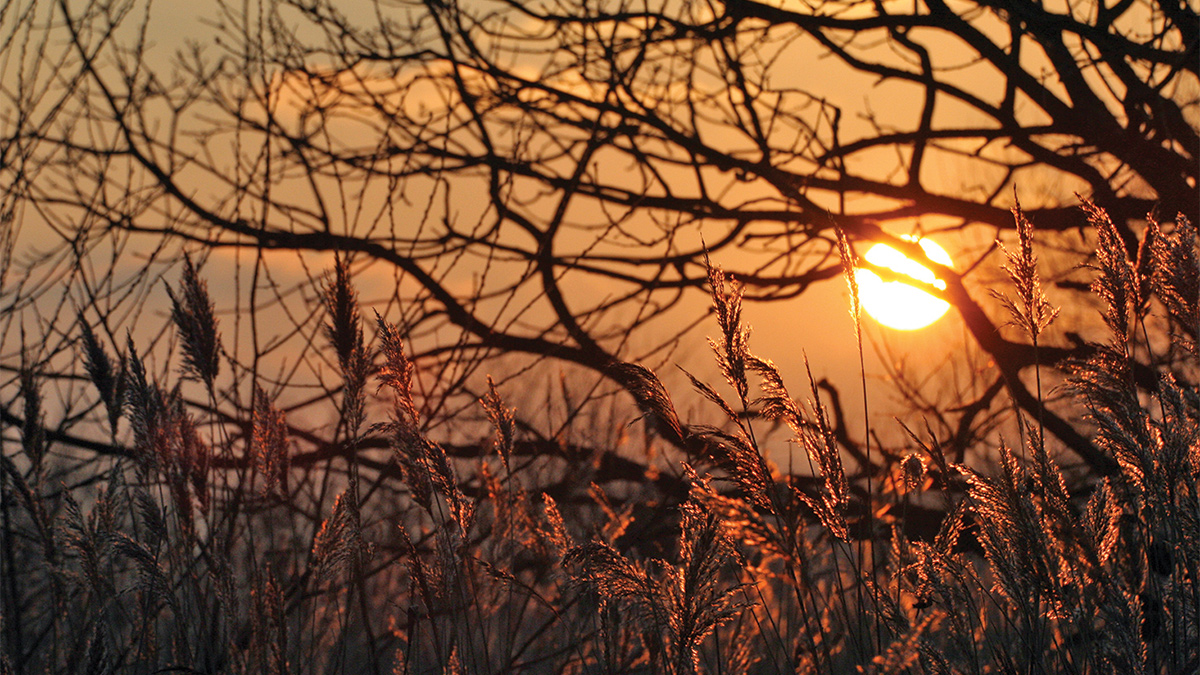 Sunset through willow and reed bed - Courtesy of David Naismith